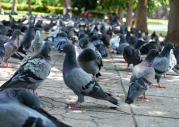 A környezeti átalakulás a betegségeket terjesztő állatoknak kedvez