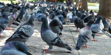 A környezeti átalakulás a betegségeket terjesztő állatoknak kedvez