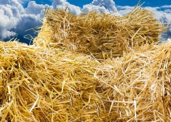 Bálalopásnak indult majdnem gyilkosság lett a vége (videó)