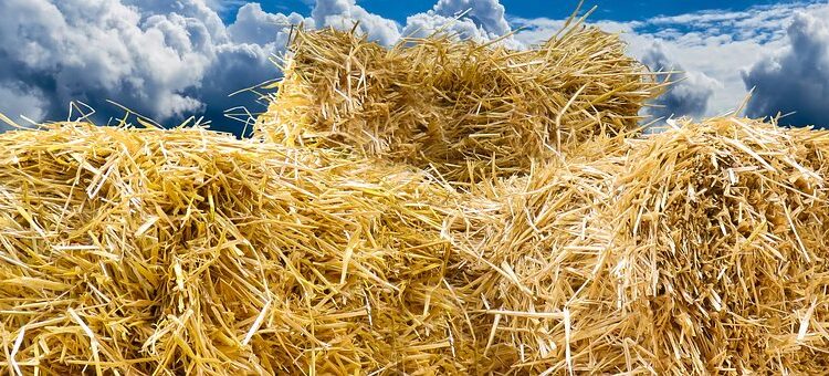 Bálalopásnak indult majdnem gyilkosság lett a vége (videó)