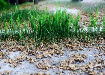Magyar kutatók részvételével vizsgálták a fermentált búzacsírakivonat rákellenes hatását
