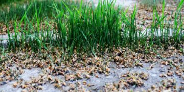 Magyar kutatók részvételével vizsgálták a fermentált búzacsírakivonat rákellenes hatását