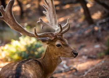 Wild deer male in the forest on the Moni island, Greece