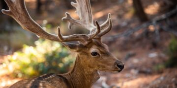 Wild deer male in the forest on the Moni island, Greece