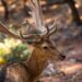 Wild deer male in the forest on the Moni island, Greece