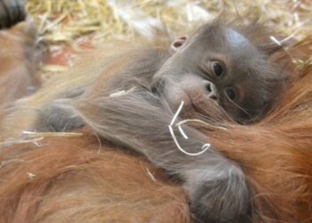 Kiválasztották a budapesti baby orángután nevét