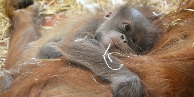 Kiválasztották a budapesti baby orángután nevét