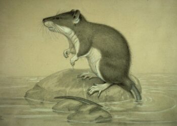 Kongó-medence – Két új víziegérfajt fedeztek fel