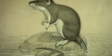 Kongó-medence – Két új víziegérfajt fedeztek fel