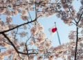 Beautiful flowers are cherry blossom or blooming sakura, against the background of the flag of Japan