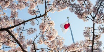 Beautiful flowers are cherry blossom or blooming sakura, against the background of the flag of Japan