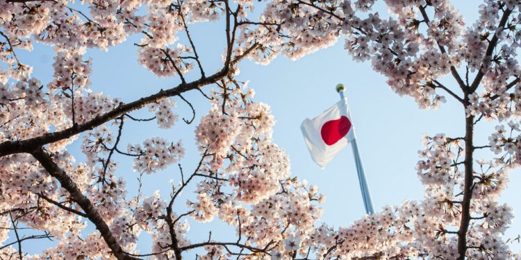 Beautiful flowers are cherry blossom or blooming sakura, against the background of the flag of Japan