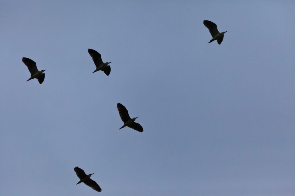 birds in flight