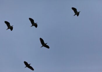 birds in flight