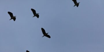birds in flight