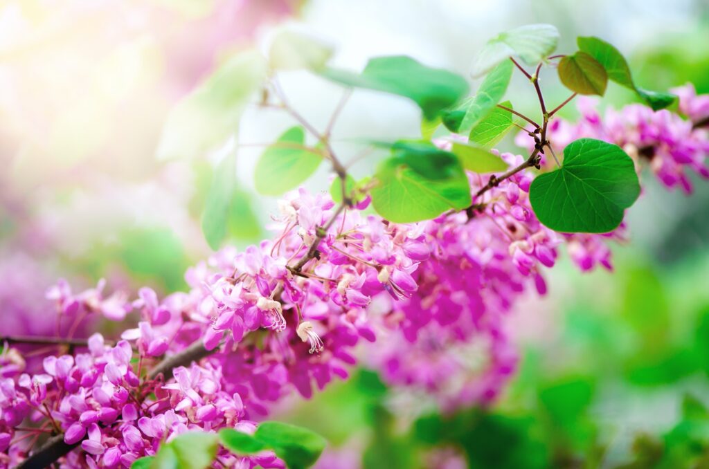 Blooming Judas tree. Cercis siliquastrum, canadensis, Eastern redbud. Blossom pink flowers branch in