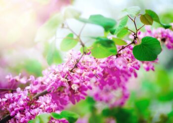 Blooming Judas tree. Cercis siliquastrum, canadensis, Eastern redbud. Blossom pink flowers branch in
