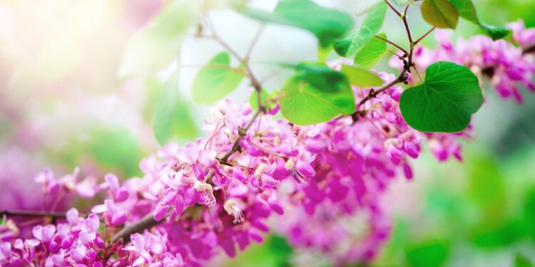 Blooming Judas tree. Cercis siliquastrum, canadensis, Eastern redbud. Blossom pink flowers branch in