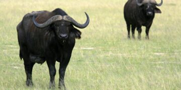 Buffalo, Uganda, Africa