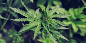 Cannabis leaves. Growing Cannabis Sativa outdoors.