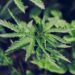 Cannabis leaves. Growing Cannabis Sativa outdoors.