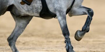 Close up image of legs of horse on show jumping competition.
