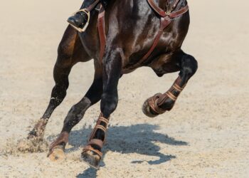 Close up image of legs of running bay sport horse.