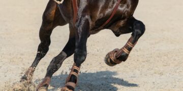 Close up image of legs of running bay sport horse.