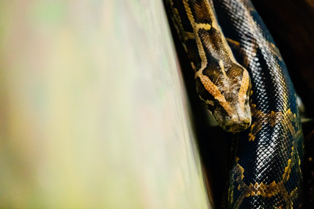 Close-up picture of dangerous grown up python