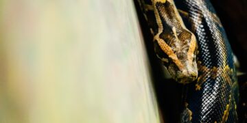 Close-up picture of dangerous grown up python