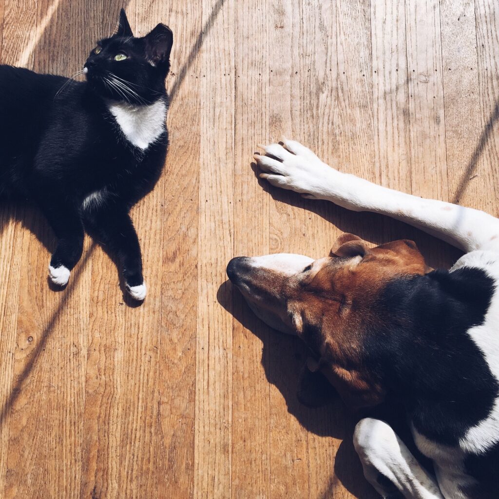 Dog & cat laying in the sun