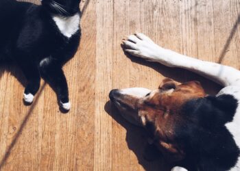 Dog & cat laying in the sun