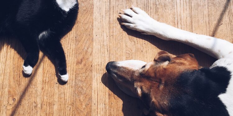 Dog & cat laying in the sun