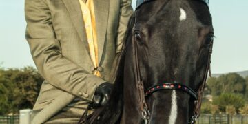 Equestrian English Pleasure Show horse and rider