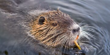 eurasian beaver