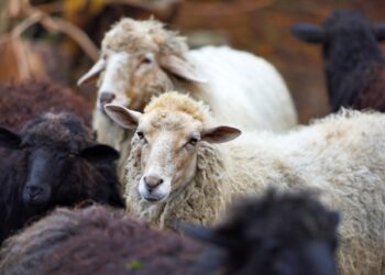 Family sheep in the farm. Breeding animals