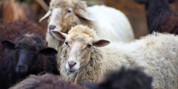 Family sheep in the farm. Breeding animals