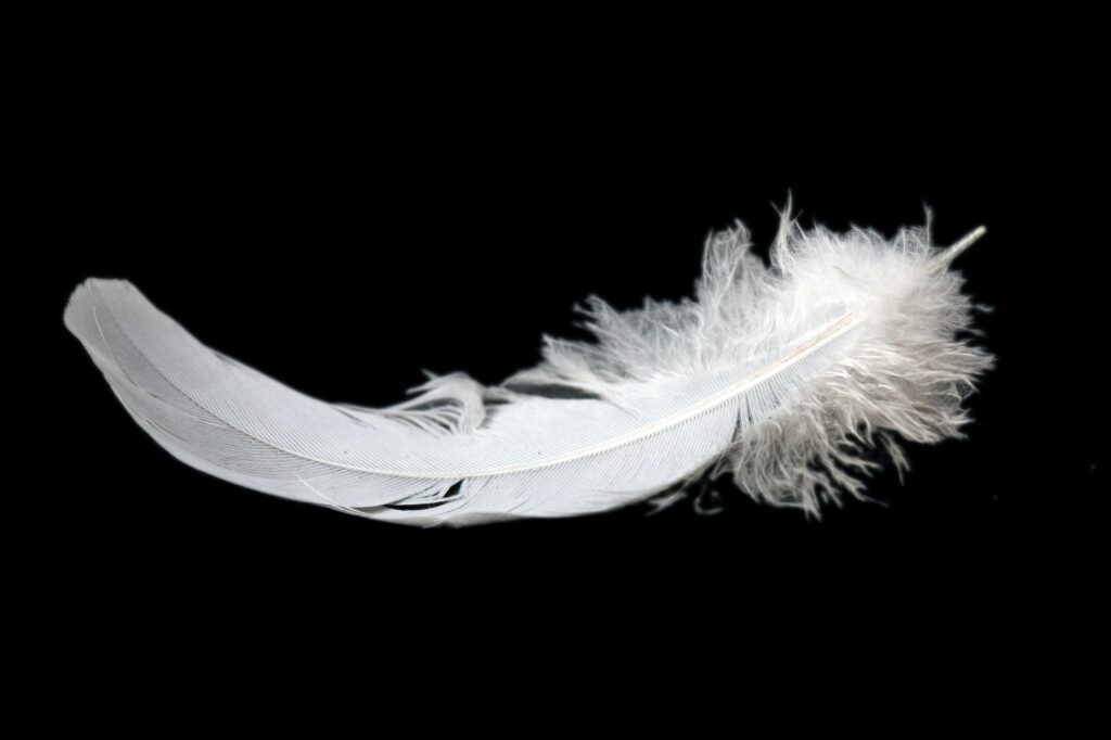 feather on black background