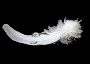feather on black background