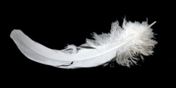 feather on black background