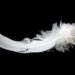 feather on black background