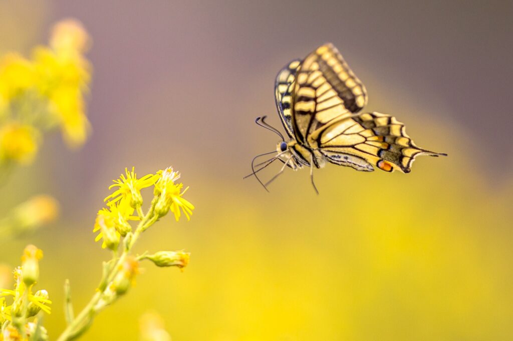 Flying Old World swallowtail butterfly