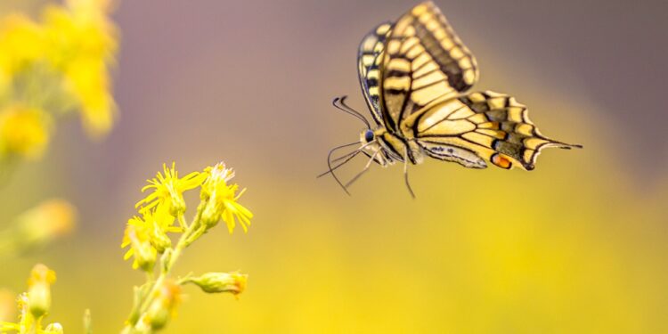Flying Old World swallowtail butterfly