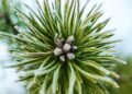 Frosty Pine
