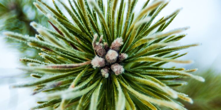 Frosty Pine