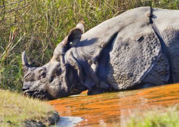 Greater One-horned Rhinoceros, Royal Bardia National Park, Nepal