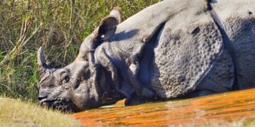 Greater One-horned Rhinoceros, Royal Bardia National Park, Nepal
