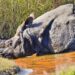 Greater One-horned Rhinoceros, Royal Bardia National Park, Nepal