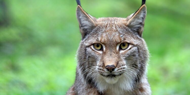 Lynx