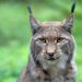 Lynx